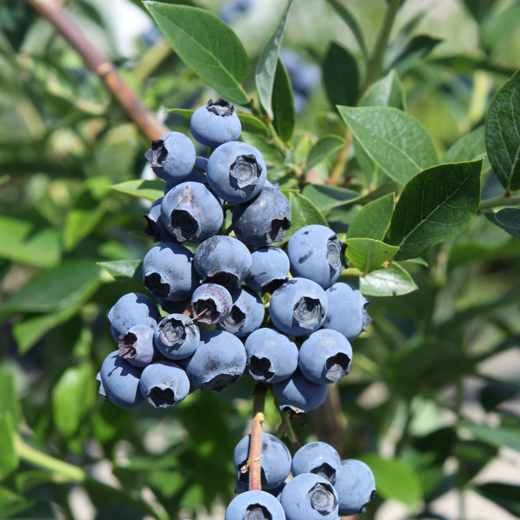 Heidelbeere 'Reka'-Jungpflanzen