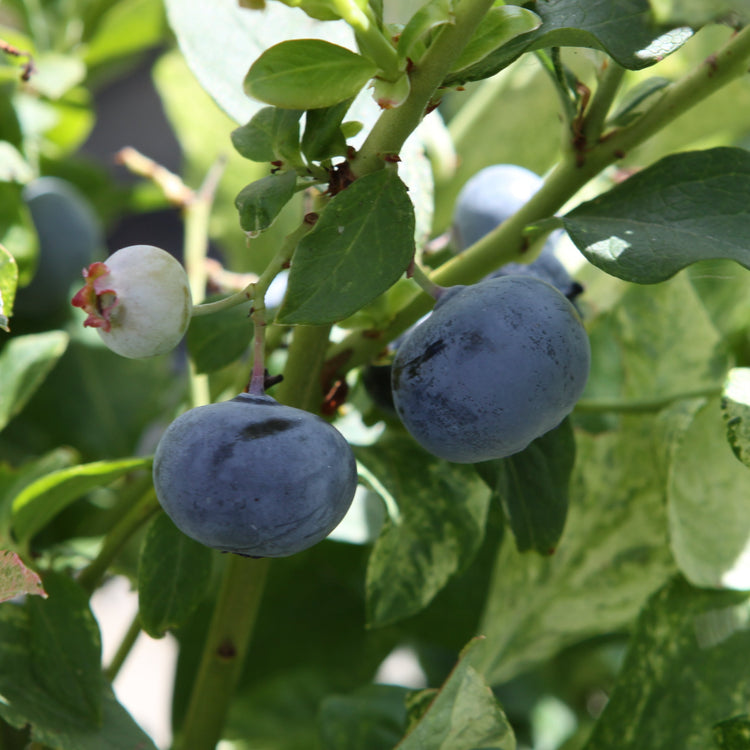 Heidelbeere 'Flamingo'-Jungpflanzen