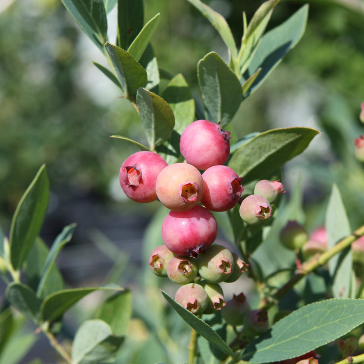 Heidelbeere 'Pink Lemonade'®-Jungpflanzen