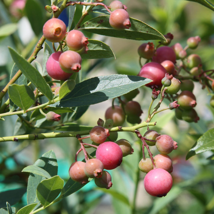 Heidelbeere 'Pink Lemonade'®-Jungpflanzen