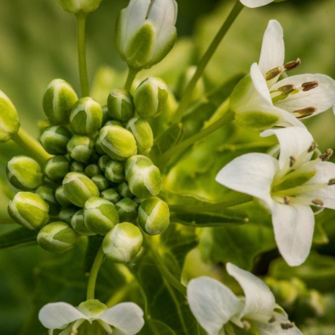 Wasabi 'Matsum'-Jungpflanzen