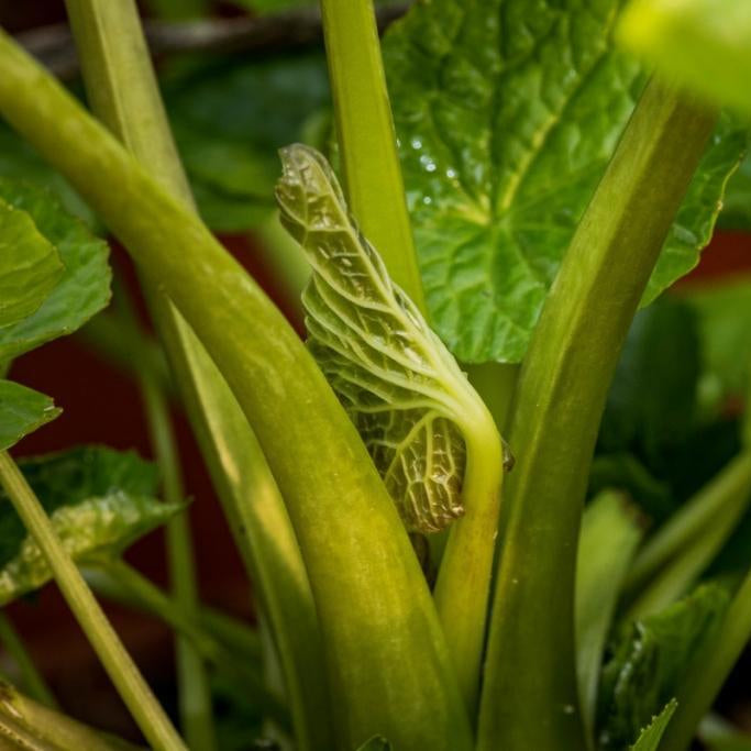 Wasabi 'Matsum'-Jungpflanzen