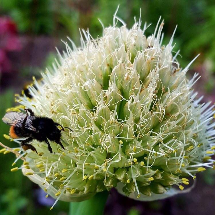Bunching onion young plants