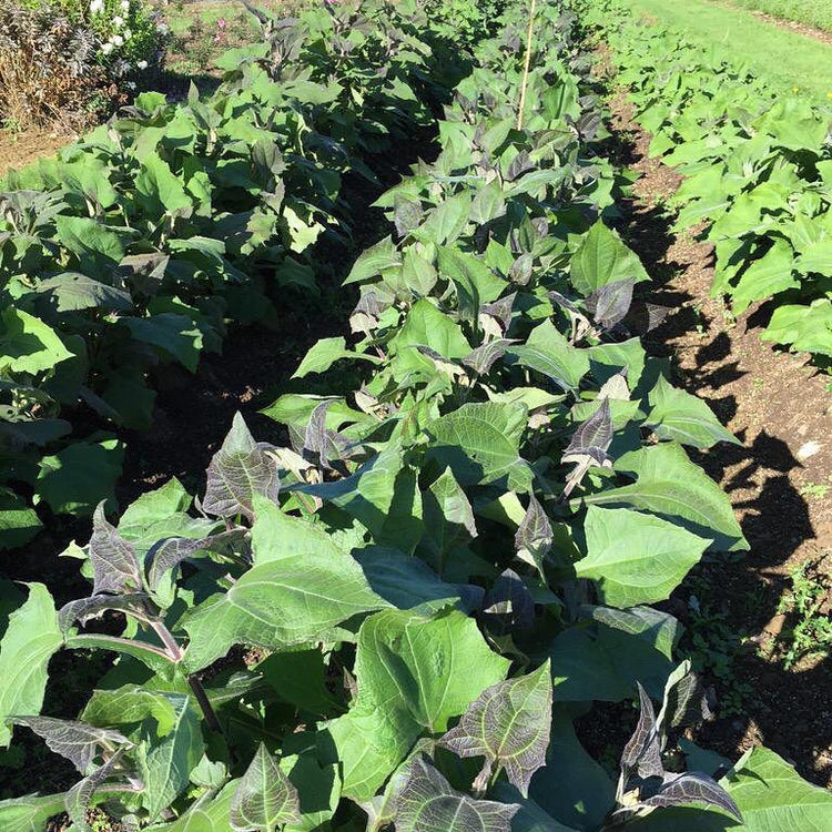 Yacon red young plants