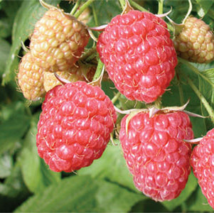 Raspberry 'Aroma Queen®' - young plants