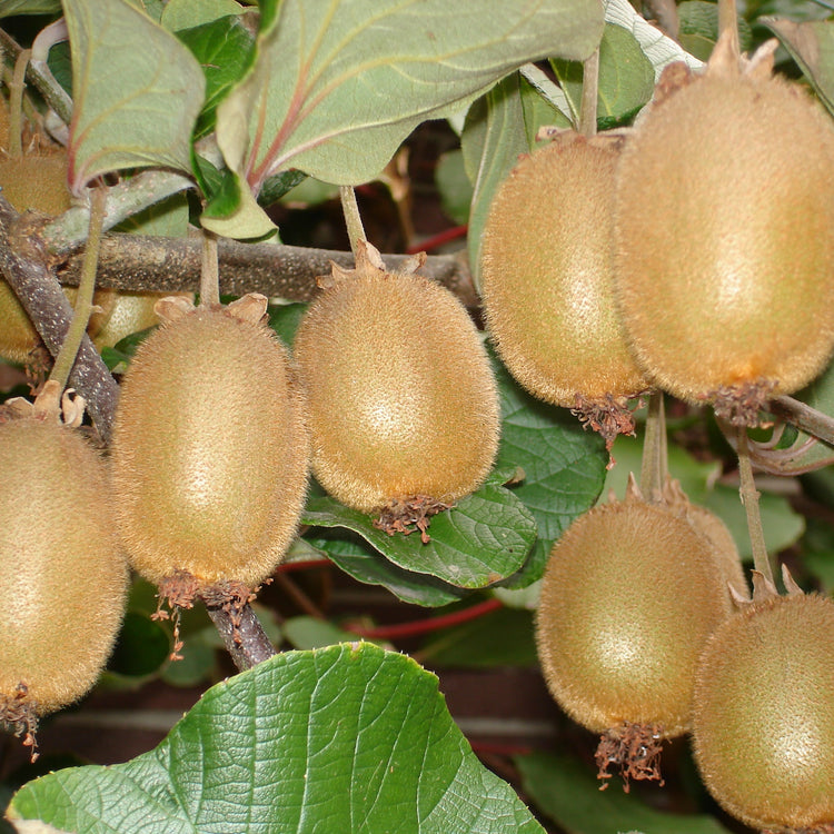 Kiwi Hayward - young plants