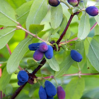 Blue honeysuckle 'Duet' young plants