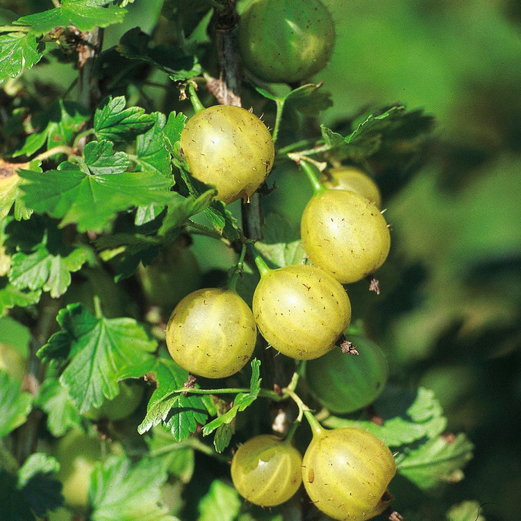 Gooseberry Easycrisp® Lady Sun® young plants