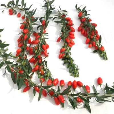 Goji 'Princess Tao' (FPW03-PBR-) young plants