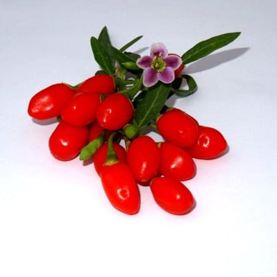 Goji 'Princess Tao' (FPW03-PBR-) young plants