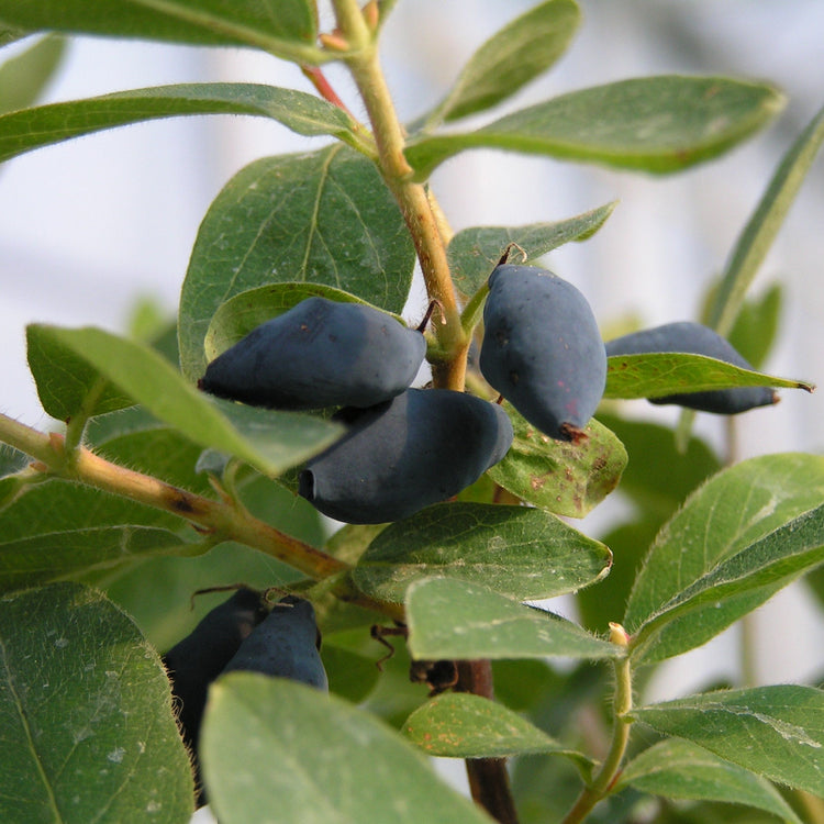 Blue honeysuckle 'Martin' young plants