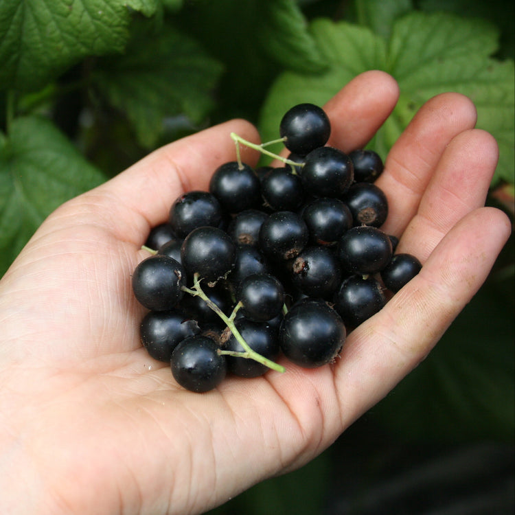 Blackcurrant Lowberry® 'Little Black Sugar®' young plants