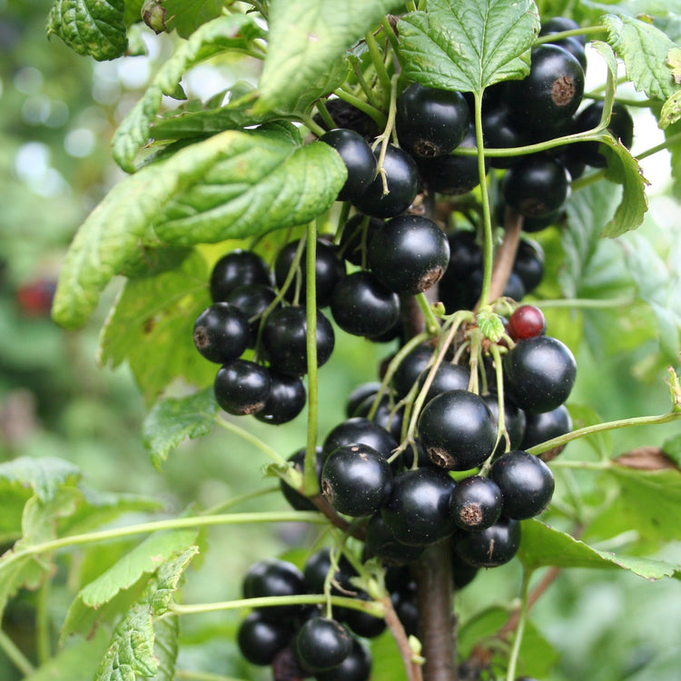 Blackcurrant Lowberry® 'Little Black Sugar®' young plants