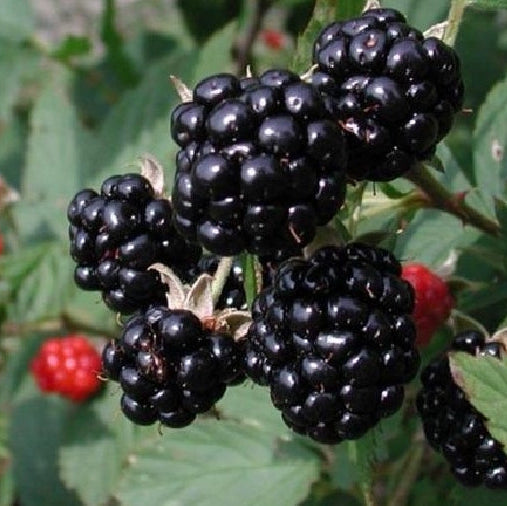 Brombeere 'Triple Crown'-Jungpflanzen