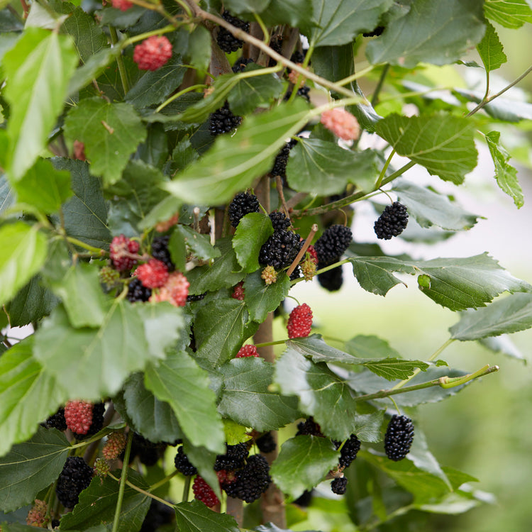 Maulbeere 'Mojo Berry'® - Jungpflanzen