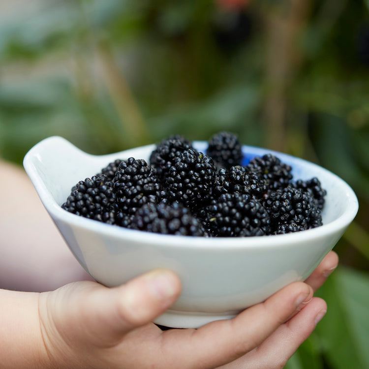 Mulberry 'Mojo Berry'® - young plants