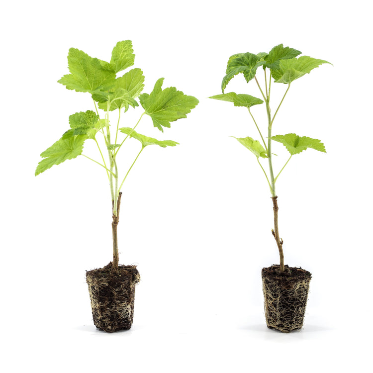 Blackcurrant 'Titania' young plants