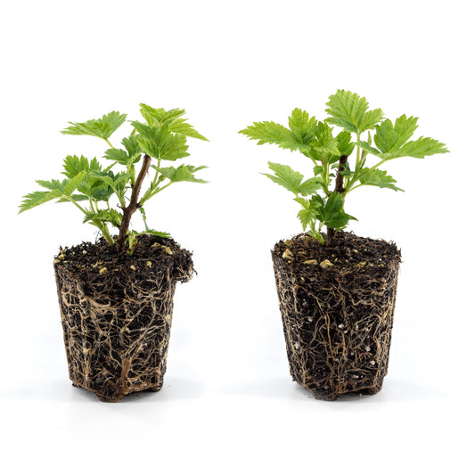 Japanese wineberry young plants