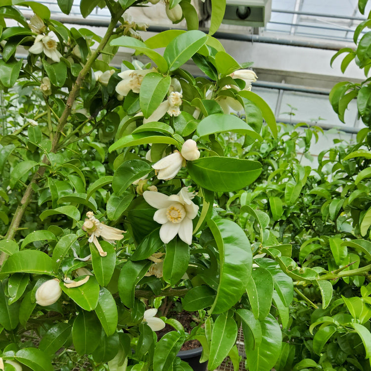 Ichang papeda young plants