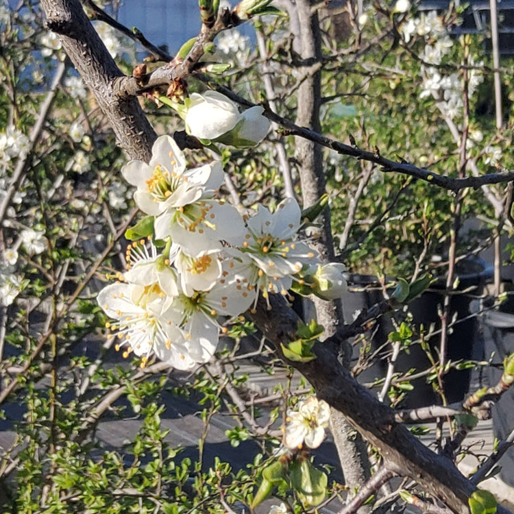 Wild Plum 'Haferschlehe' young plants