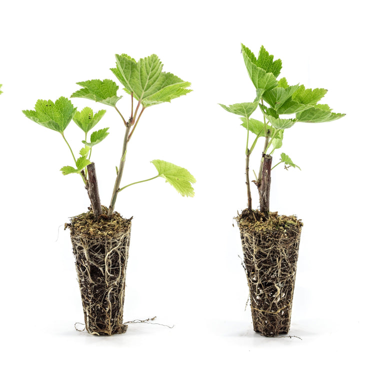 Currant Ribest® 'Blanchette'® young plants