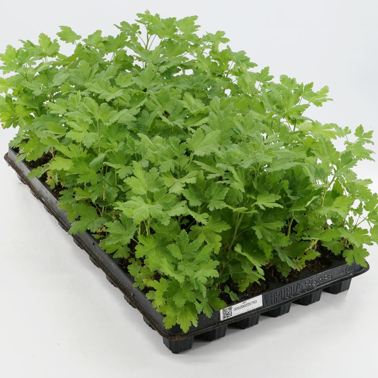 Gooseberry Easycrisp® Lady Late® young plants