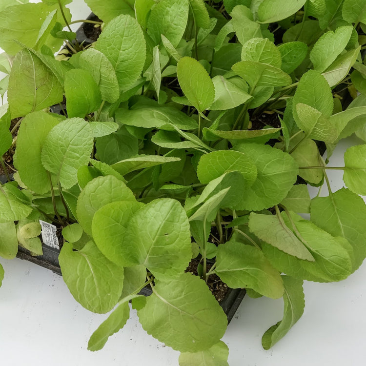 Horseradish 'Charlemagne' - young plants
