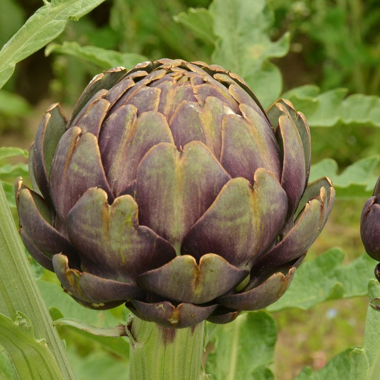 Artischocke 'Colorado Red Star'-Jungpflanzen