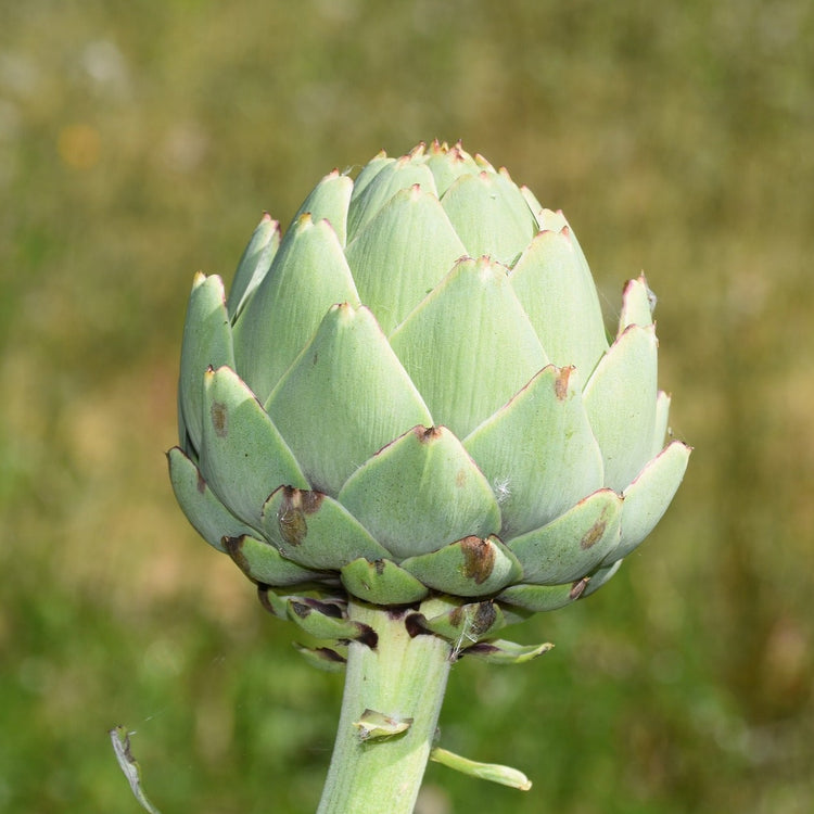Artischocke 'Tavor'-Jungpflanzen