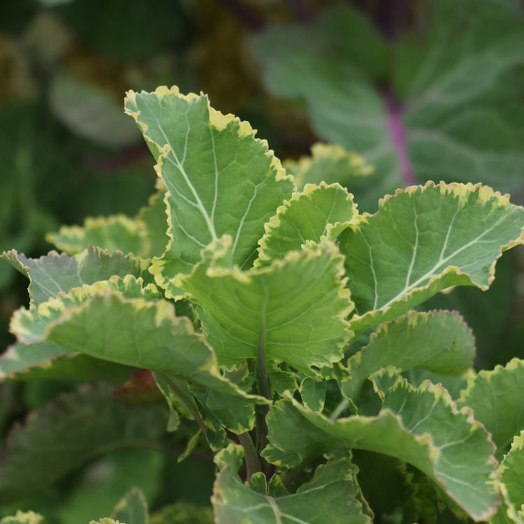 Tree Kale 'Daubenton's Variegata' young plants