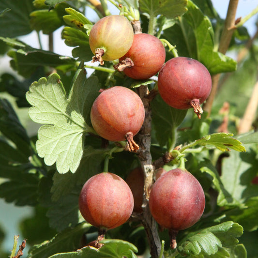 Gooseberry Easycrisp® Captivator red young plants