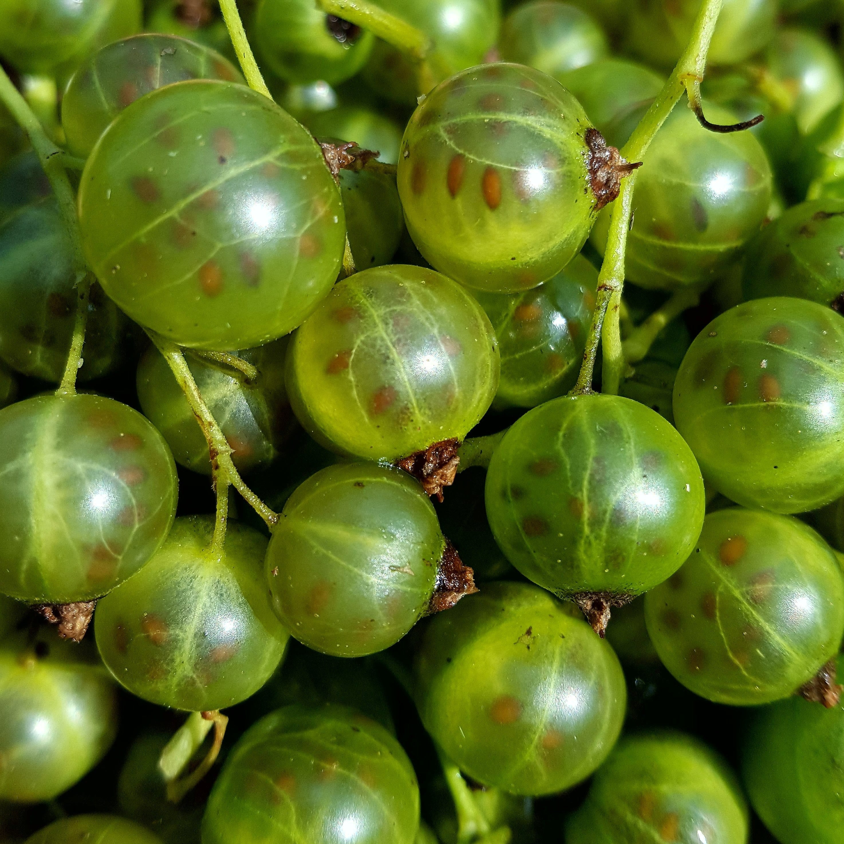 cassis plant Green Blackcurrant Cassissima® 'Greenlife' young plants