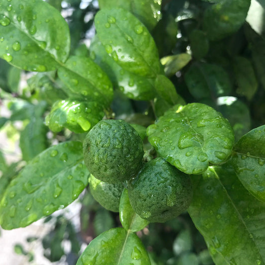Kaffir lime young plants