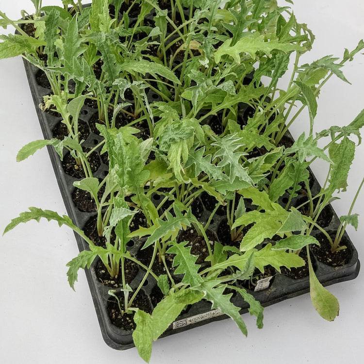 Artischocke 'Colorado Red Star'-Jungpflanzen