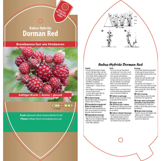 Bildetiketten - Rubus hybr. 'Dorman Red'