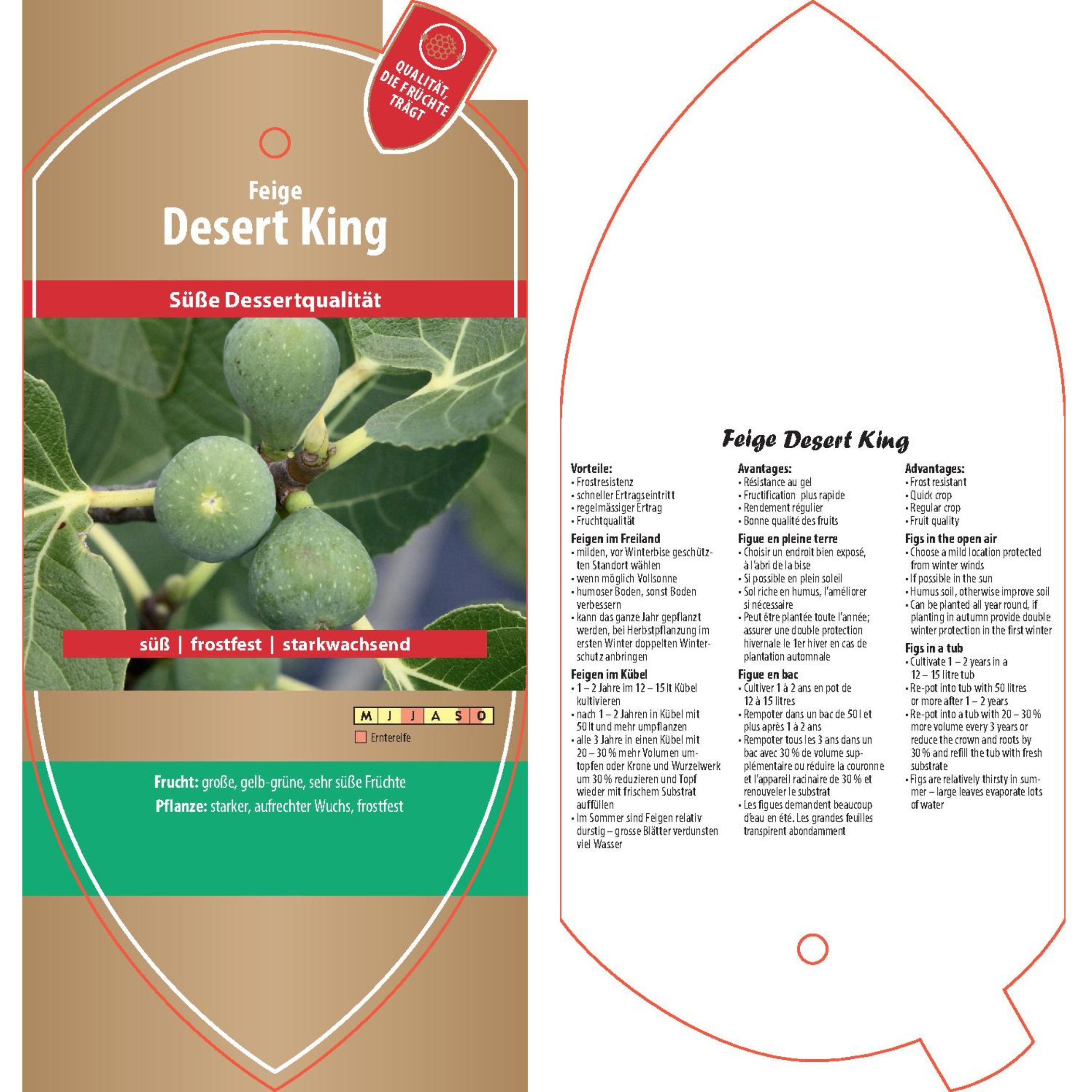 Bildetiketten - Ficus carica \'Desert King\' | Obstbäume & Gemüsepflanzen