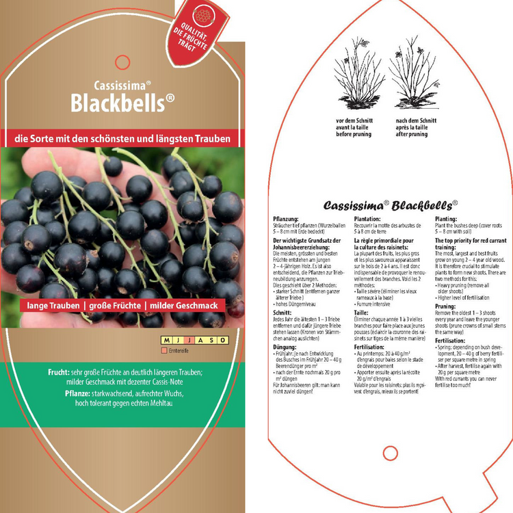 Picture labels - Ribes nigrum Cassissima® 'Blackbells®'