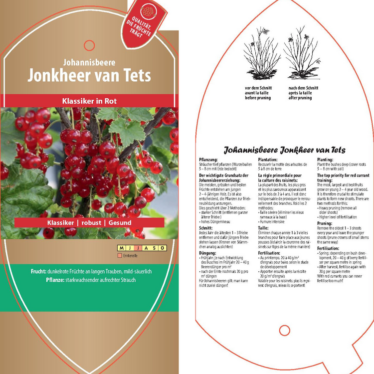 Bildetiketten - Ribes rubrum 'Jonkheer van Teets'