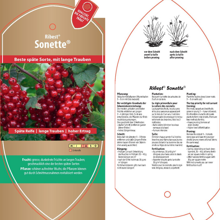 Bildetiketten - Ribes rubrum Ribest® 'Sonette®'