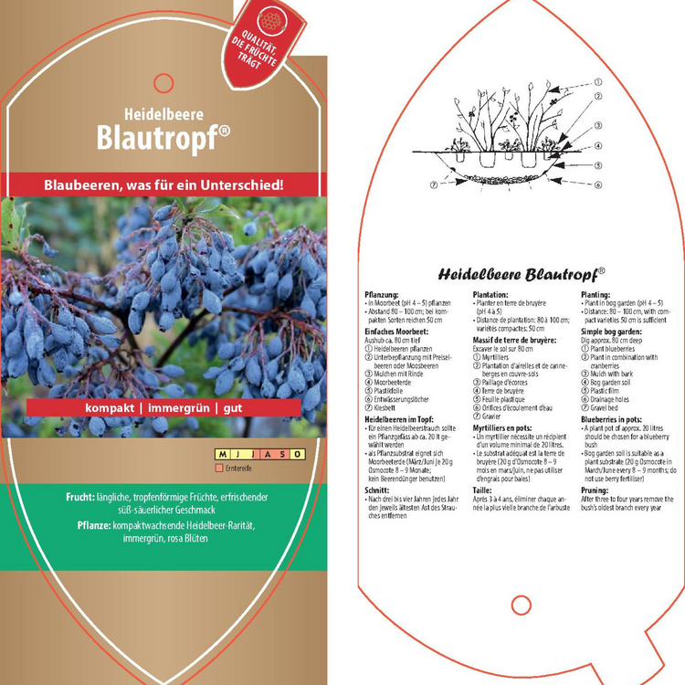 Picture labels - Vaccinium cyl. 'Blue Drop®'