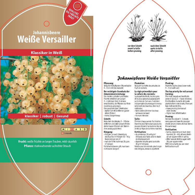 Bildetiketten - Ribes rubrum 'Weiße Versailler'