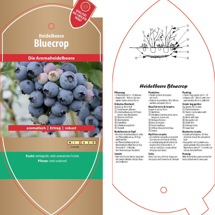 Bildetiketten - Vaccinium cor. 'Bluecrop'