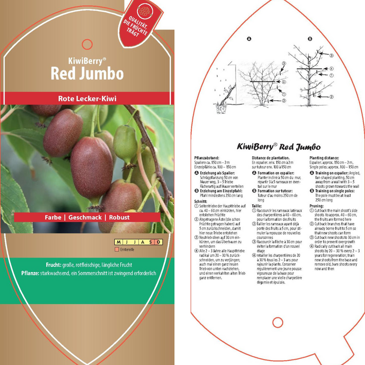 Bildetiketten - Actinidia arguta 'Red Jumbo'