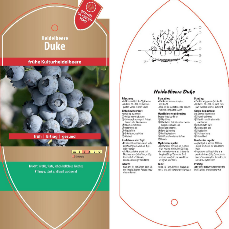 Bildetiketten - Vaccinium cor. 'Duke'