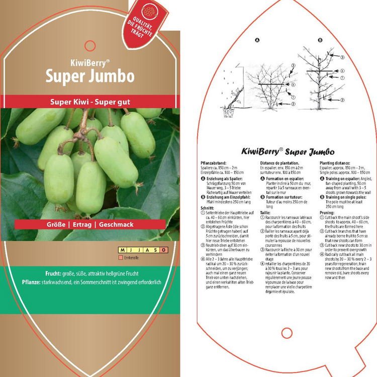 Bildetiketten - Actinidia arguta 'Super Jumbo'