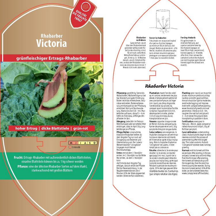 Picture labels - Rheum rha. 'victoria'