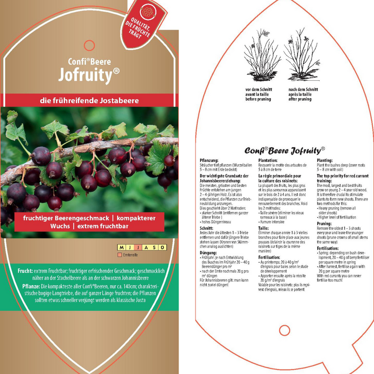 Bildetiketten - Ribes x nidigr. Confi®Beere 'Jofruity®'