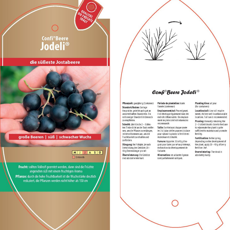 Bildetiketten - Ribes x nidigr. Confi®Beere 'Jodeli®'