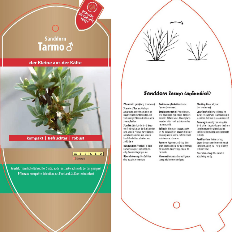 Bildetiketten - Hippophae rham. 'Tarmo'