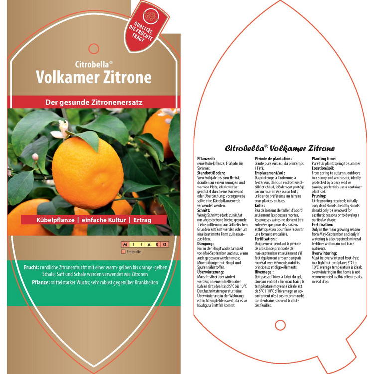 Bildetiketten - Citrus volkameriana 'Volkamerzitrone'